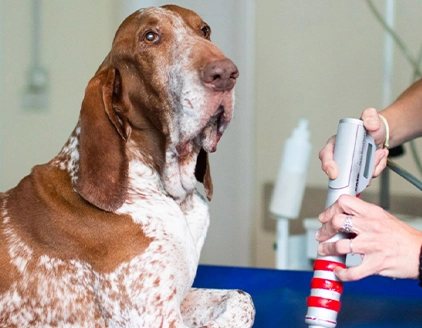 Bracco Centro di Riabilitazione Motoria Veterinaria Riabilitaria