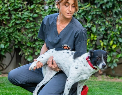 Cane Centro di Riabilitazione Motoria Veterinaria Riabilitaria