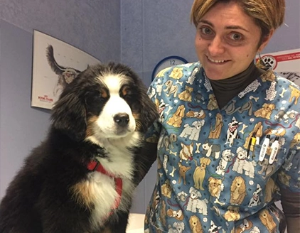 Cane Clinica Veterinaria Brianzavet