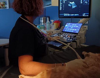 Ecografia Cane Clinica Veterinaria Timavo Monfalcone
