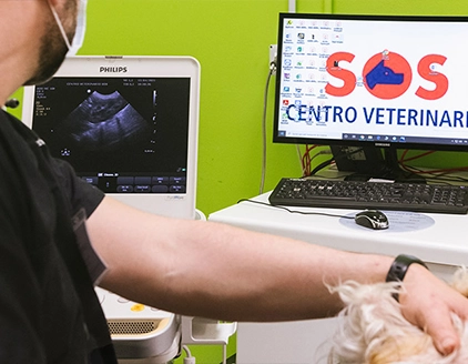 Ecografia Centro Veterinario SOS Oberdan