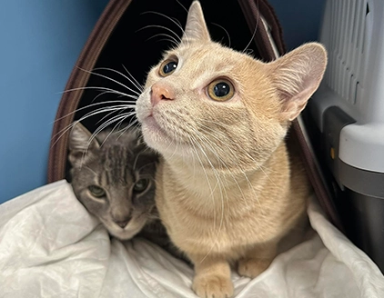 Gatti Centro Veterinario Riminese