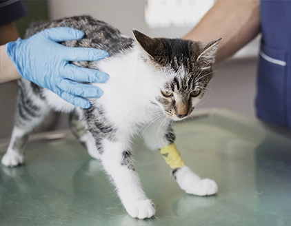 Ortopedia Clinica Veterinaria Pedrani Diagnostica Piccoli Animali