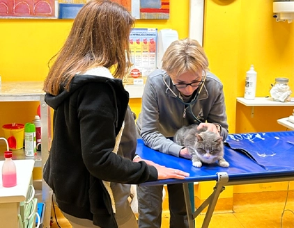 Sala visita Clinica Veterinaria Dormelletto