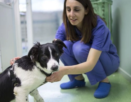 staff cane Ambulatorio Veterinario Schiavi Colautti Padovani Udine