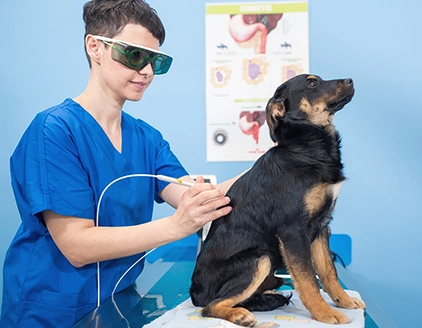 Visita cane Ambulatorio Veterinario Dottoressa Anzolin