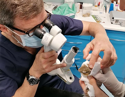 Visita Centro Veterinario Oculistico Fontane