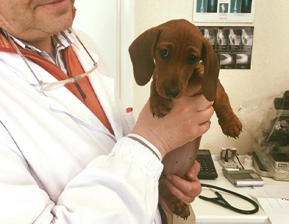 Visita cucciolo cane Ambulatorio Veterinario Lazzari