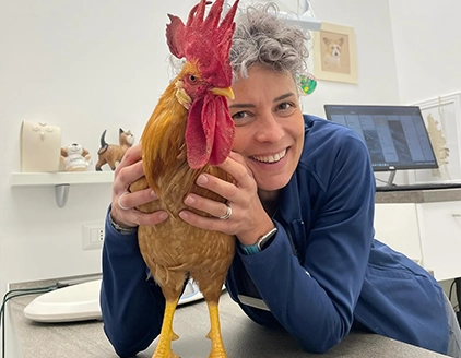 Visita gallo Clinica Veterinaria VetAmico Cuneo