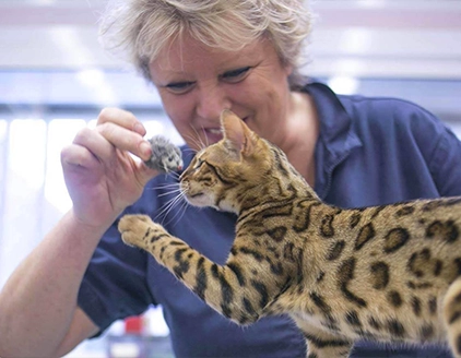 visita gatto Ambulatorio Veterinario Schiavi Colautti Padovani Udine
