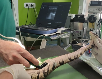 Visita serpente linica Veterinaria Clinac Genova