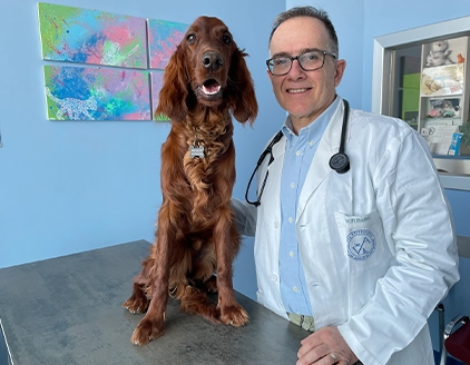Visita setter Irlandese Clinica Veterinaria ARS Fiorano