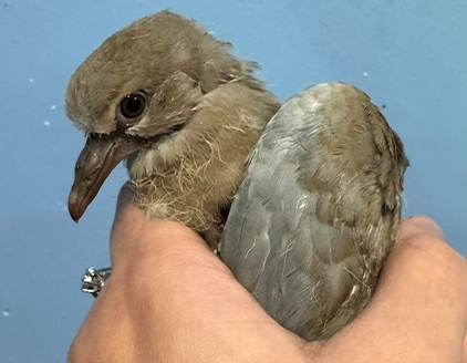 Volatile Clinica Veterinaria Croce Azzurra Casteggio